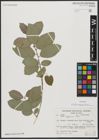 Foto von Salix aegyptiaca L.